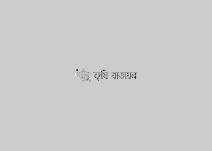 বিটি বেগুন চাষকে জনপ্রিয় করতে কাজ করছে কৃষি সম্প্রসারণ অধিদপ্তর, লালমনিরহাট।