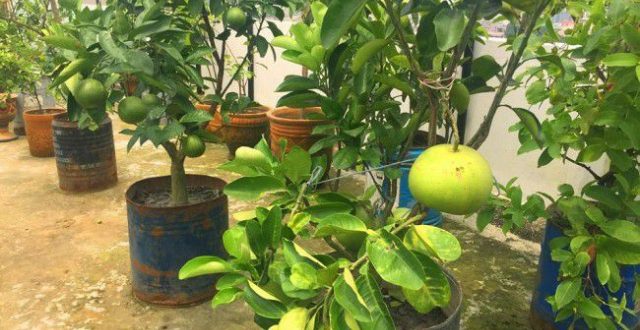 ছাদে অথবা ঘরের বারান্দায় অথবা বাড়ির আঙ্গিনায় লেবু চাষ পদ্ধতি
