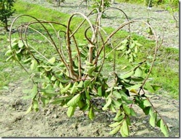 পেয়ারা অসময়ে উৎপাদন কৌশল: শাখা-প্রশাখা বাঁকানো পদ্ধতি