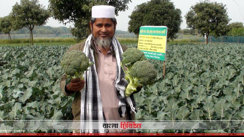 লাভজনক হওয়ায় ব্রোকলি চাষে আগ্রহ বাড়ছে চাঁপাইনবাবগঞ্জের কৃষকদের