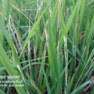 ধানের পাতা মোড়ানো পোকা