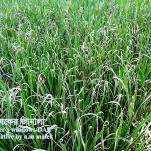 ব্যাকটেরিয়াজনিত পাতা পোড়া রোগ